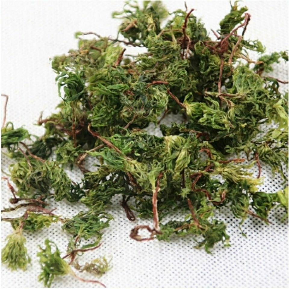 伟博2021新货云南回心草中药材回心草500g