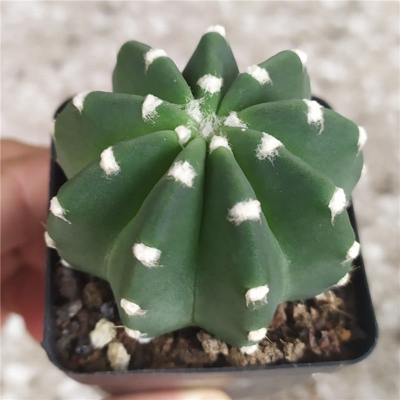 多肉植物《短毛丸》实生仙人球 室内开白花红花美观易养绿植盆栽 1颗