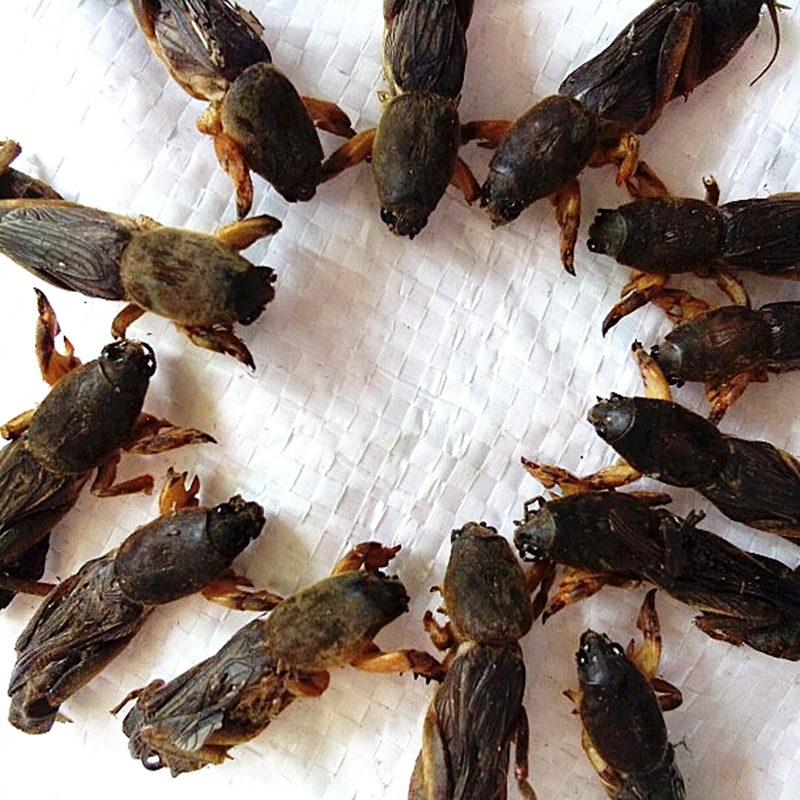 新货干蝼蛄 土狗 地狗 蝲蝲蛄250克【图片 价格 品牌 报价】-京东