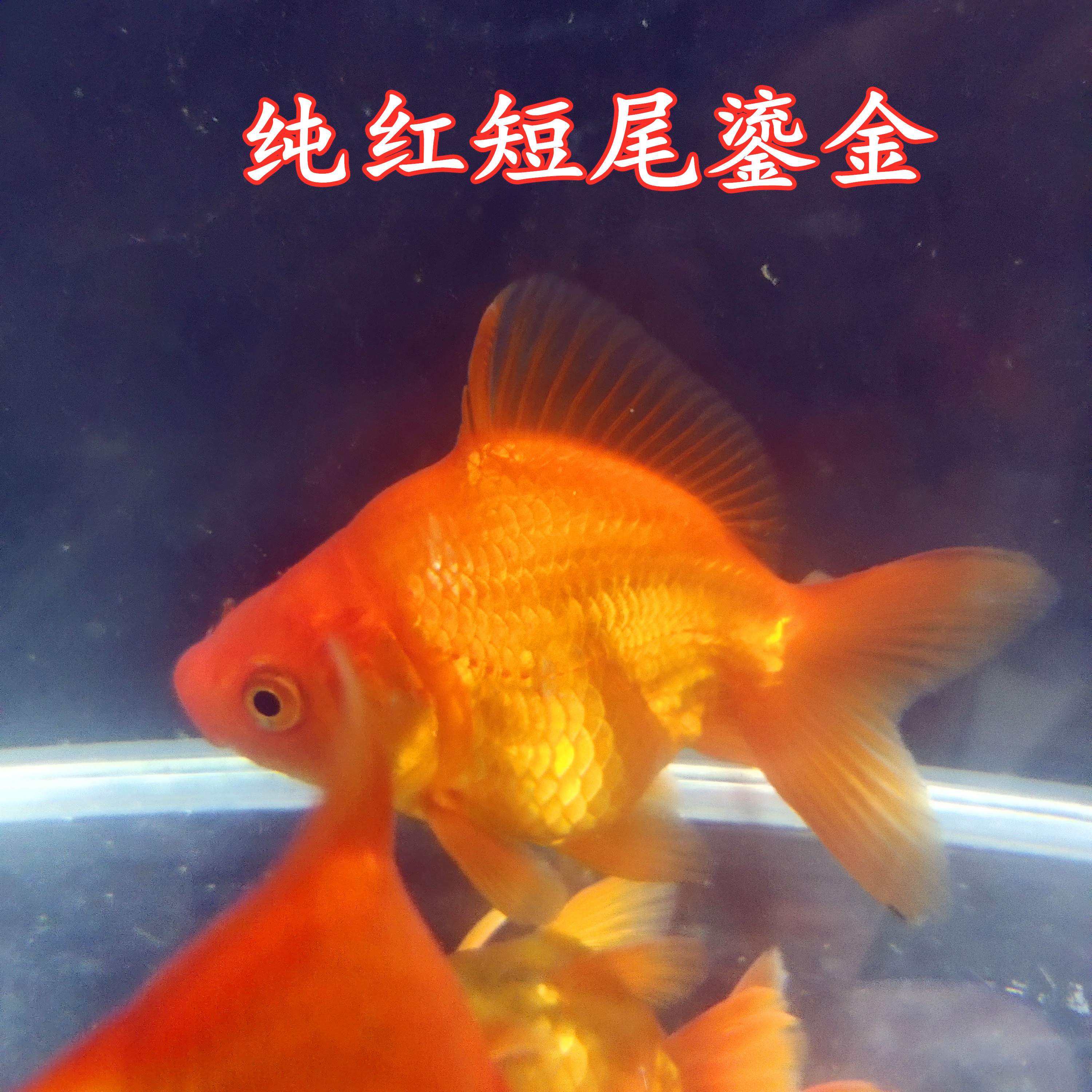 觀賞魚活體金魚寵物長尾短尾鎏金虎頭鶴頂紅玉兔頭國獅子龍睛蘭壽酒