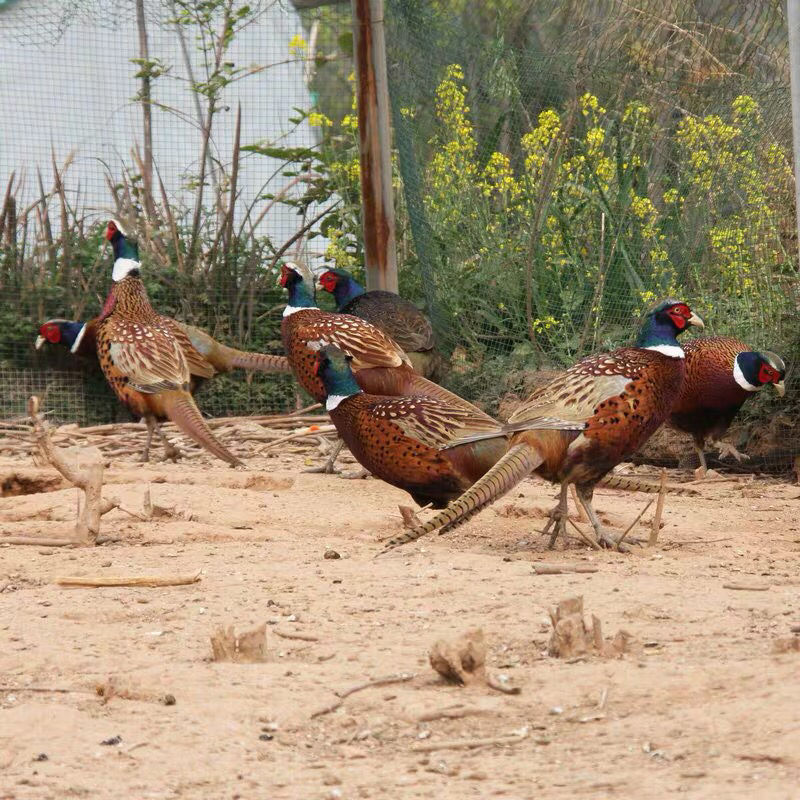 农家散养山鸡新鲜山鸡肉七彩山鸡现杀土鸡山鸡1只山鸡253斤