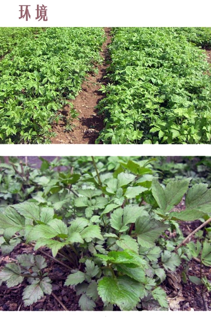 東北新鮮山野菜大葉芹山芹菜長白山山貨特產袋裝保鮮7502袋山野菜大葉