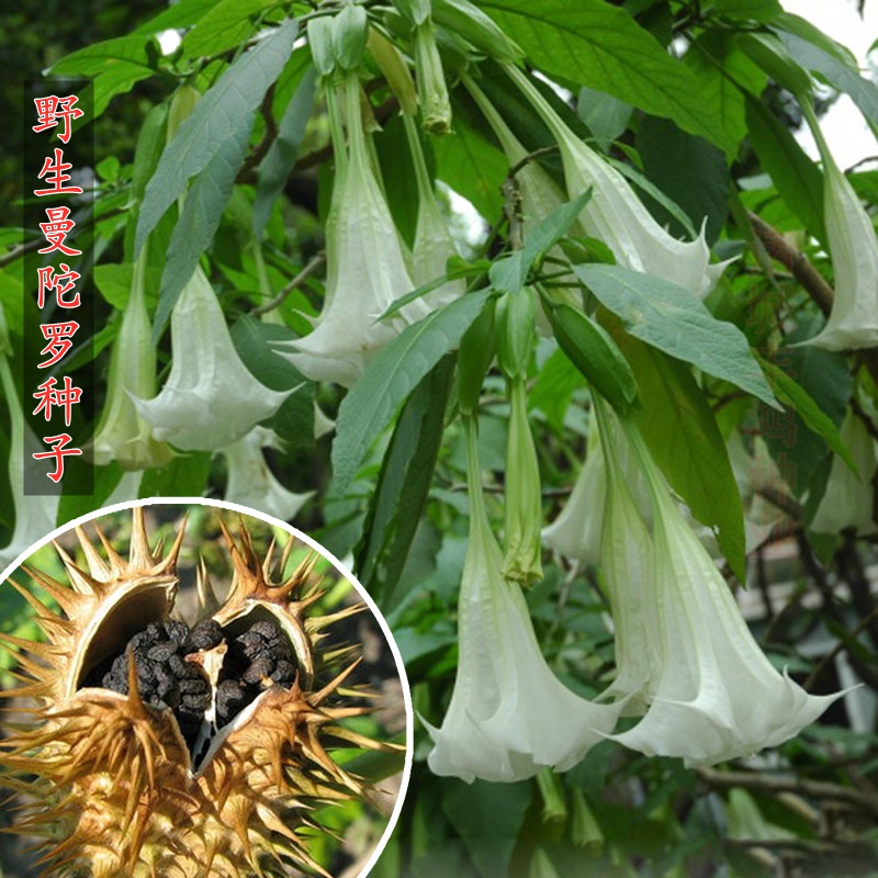 野生曼陀罗花种子白花曼陀罗种籽庭院盆栽 散装花卉四季醉心花 曼陀罗