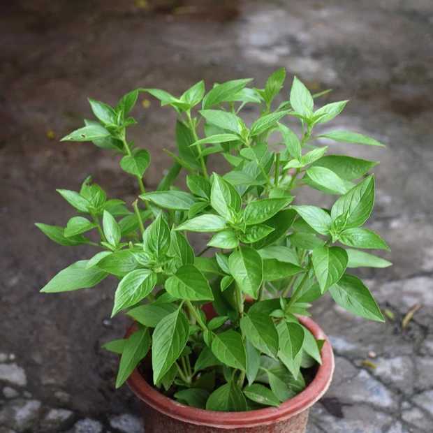 多瑙梦金不换食用植物九层塔盆栽金不换苗鱼香草盆栽食用香草西餐料理