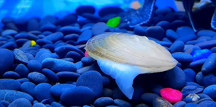 专吃鱼屎粪便黄金小河蚌河蚬淡净水观赏螺鲜活物黑金刚贝壳苗活体 6