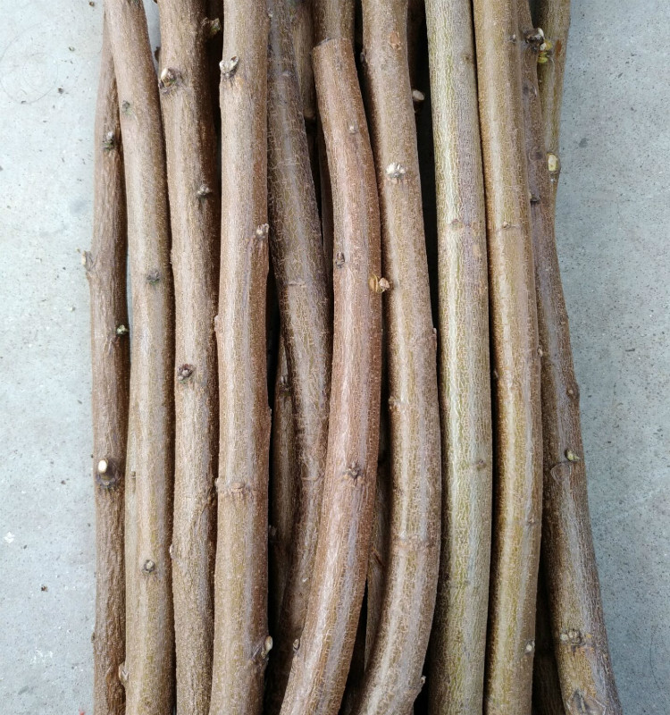 桃木棍桃木树枝野生东南枝棍原木孕妇婴儿惊吓夜哭随身肥城sn5298直径