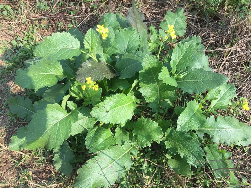 野腊菜干500g苦腊菜干 野油菜干 花叶腊菜 野辣河南特产1斤山野菜