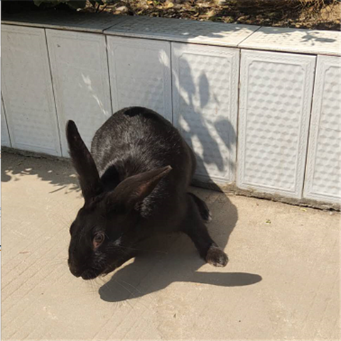 自家养殖中华莲山黑兔种兔肉兔活体大型纯黑兔成年种兔可繁殖 中华黑
