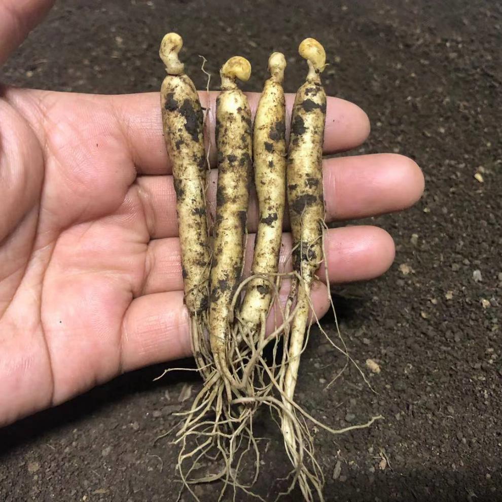 文静花坊 新鲜长白山人参苗人参种子室内室外盆栽盆景人参占地栽征地