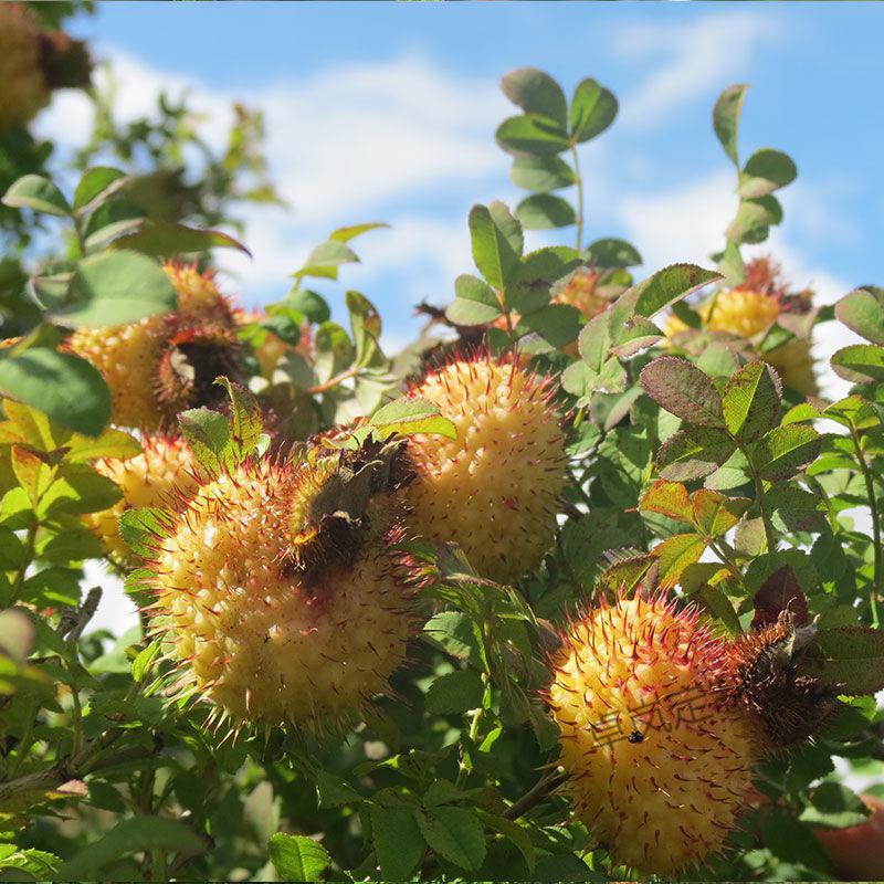贵州特产刺梨新鲜5斤1斤泡水泡酒 鲜果刺梨天刺力原产刺梨 礼盒定制款