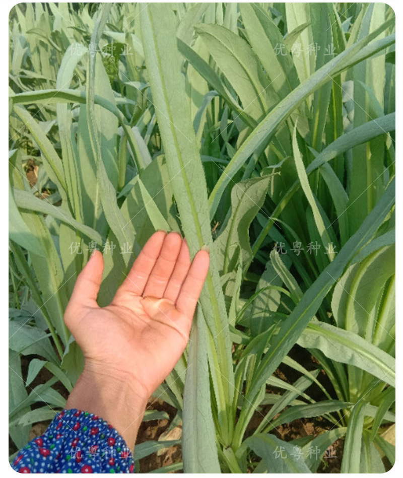 高州唛菜种子大圆叶恩平甜麦菜八甲唛种籽多枝花芽苦麻菜蔬菜种孑正宗