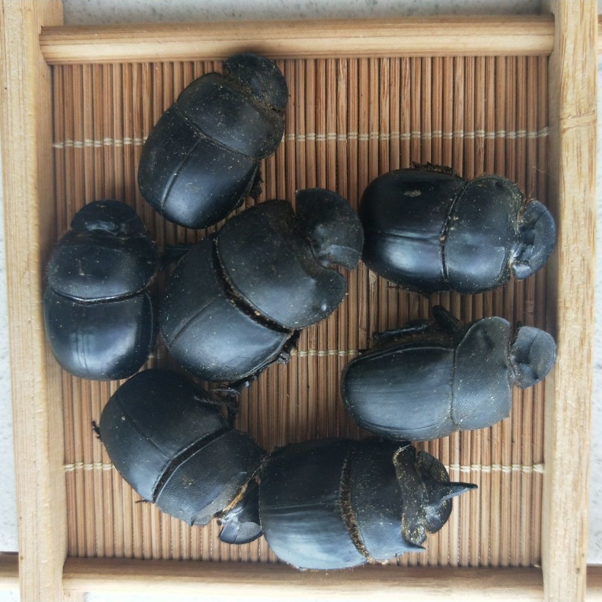 伟博中药材大将军 清水屎壳郎 蜣螂虫 推粪虫 黑兜虫 100g 500克