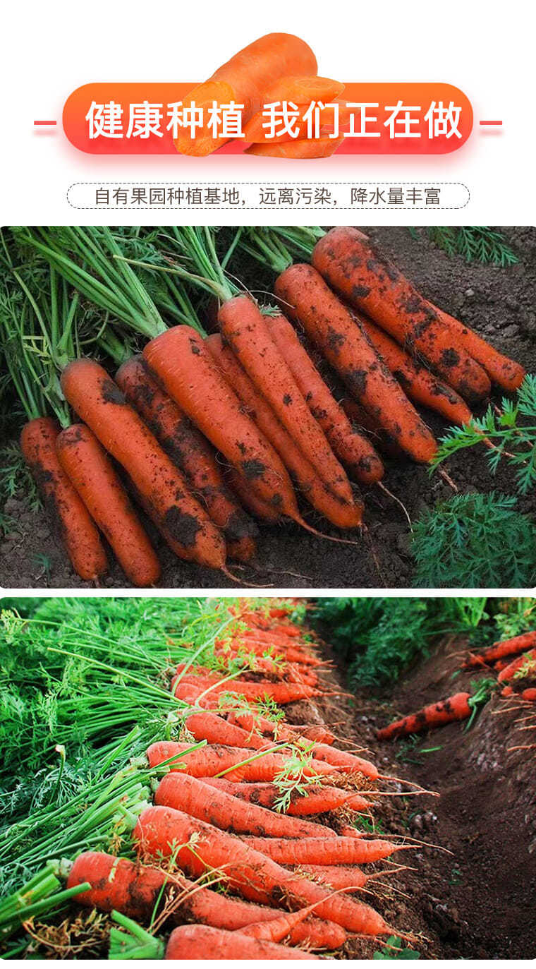 胡萝卜批发胡萝卜新鲜水果胡萝卜现挖带泥胡萝卜批发新鲜带泥5斤装