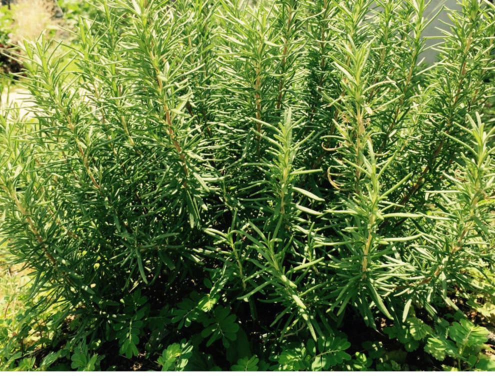 迷迭香500g-50g迷失香花草茶干迭迷香叶子另售柠檬草马鞭 迷迭香【100