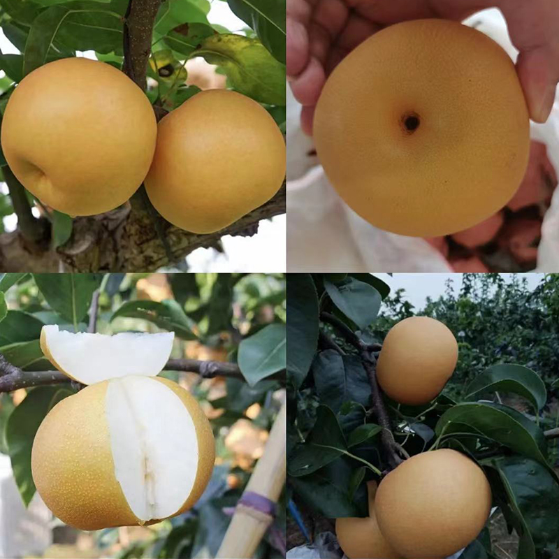 正宗秋月梨翠冠梨树山梨翠冠梨脆冠梨丰水梨子新鲜现货 10斤 6两以上