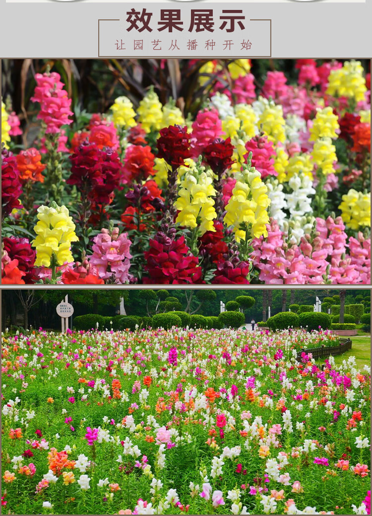 中梦金鱼草种子花卉种子金鱼草混色半斤