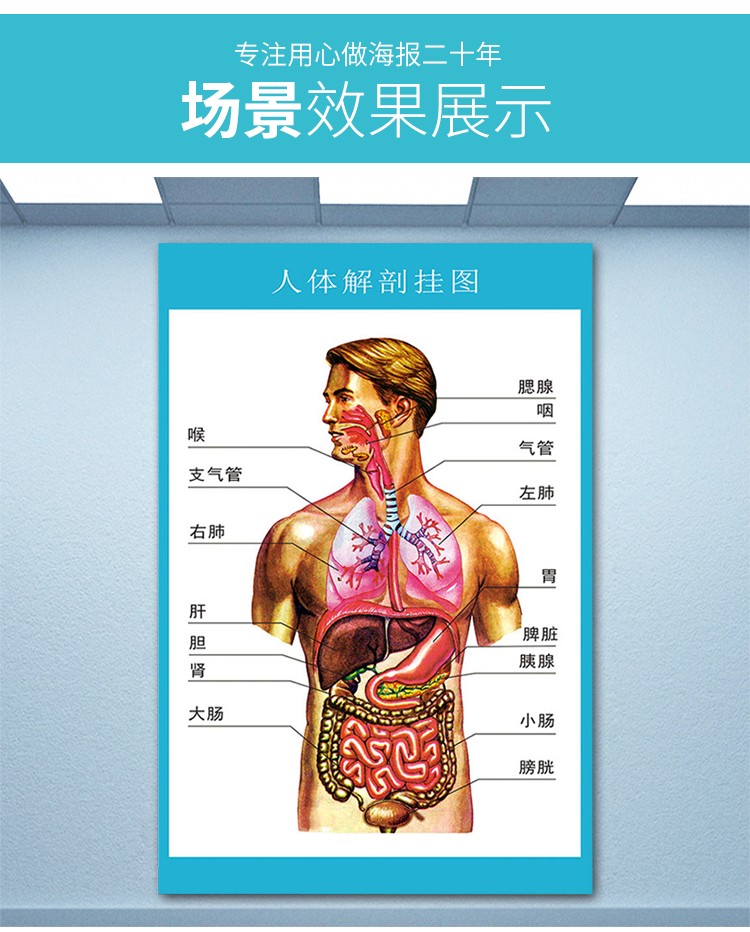 *医学人体器官分布图骨骼内脏解剖图医院泌尿系统耳鼻喉骨盆示意图 11