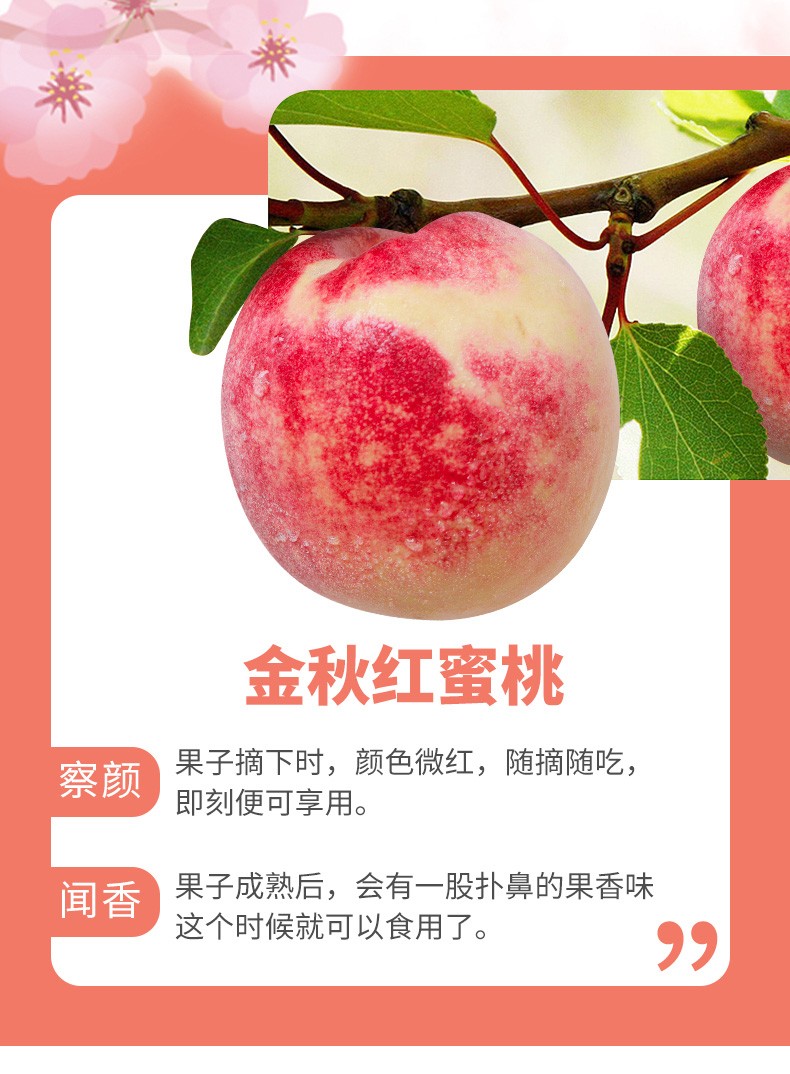 山东国产/进口:国产包装形式:原箱装类别:桃品种:黄桃货号:ht006商品