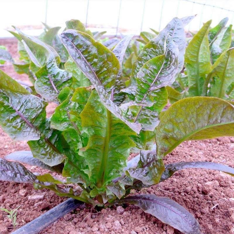 油麦菜种子开叉香脆甜甜麦菜曲麻菜苦麻菜红油麦菜四季播种苦麦菜绿