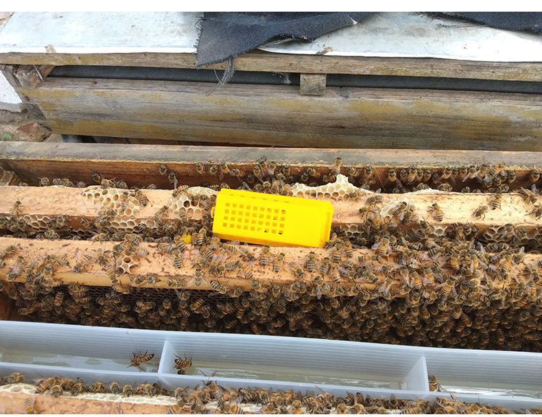 蜜蜂囚王笼蜂王笼竹制收蜂笼中意蜂笼子养蜂专用工具蜂箱蜂具全套中蜂