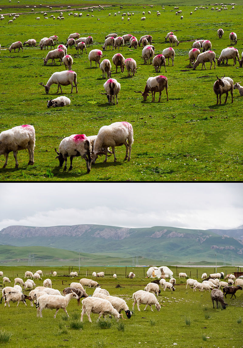 青海祁连山藏系羊肉新鲜现杀现宰羊腿羊排羊肋骨羊蝎子3斤6斤批发 羊