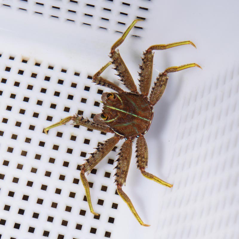 海水蟹活体活物寄居蟹翻砂玉蟹拳击电光蜘蛛蟹海水缸观赏蟹运输包活岚