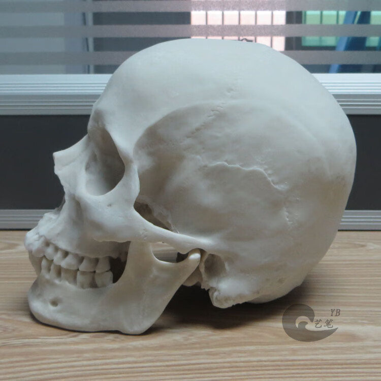 骷髅头模型1:1树脂骷髅头绘画人头骨艺用人体肌肉骨骼解剖头骨模型