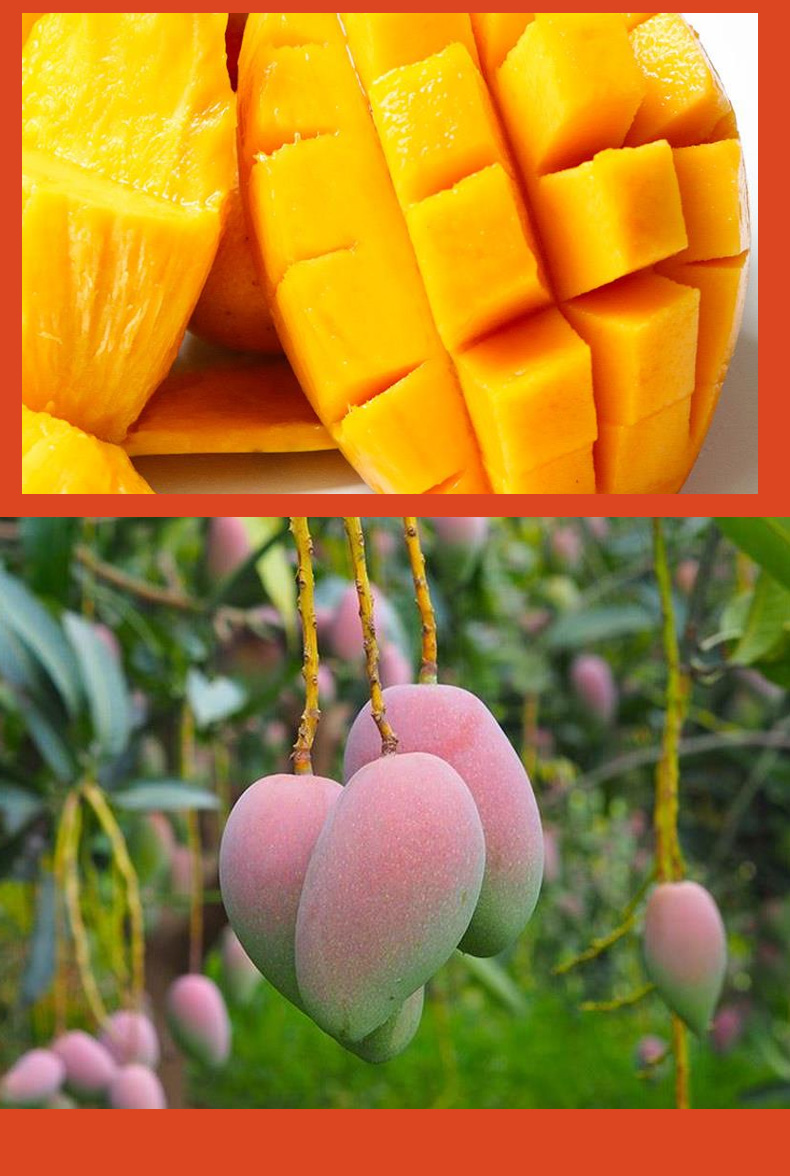 海南三亚树上熟贵妃芒红金龙芒果新鲜应季水果5斤礼盒装