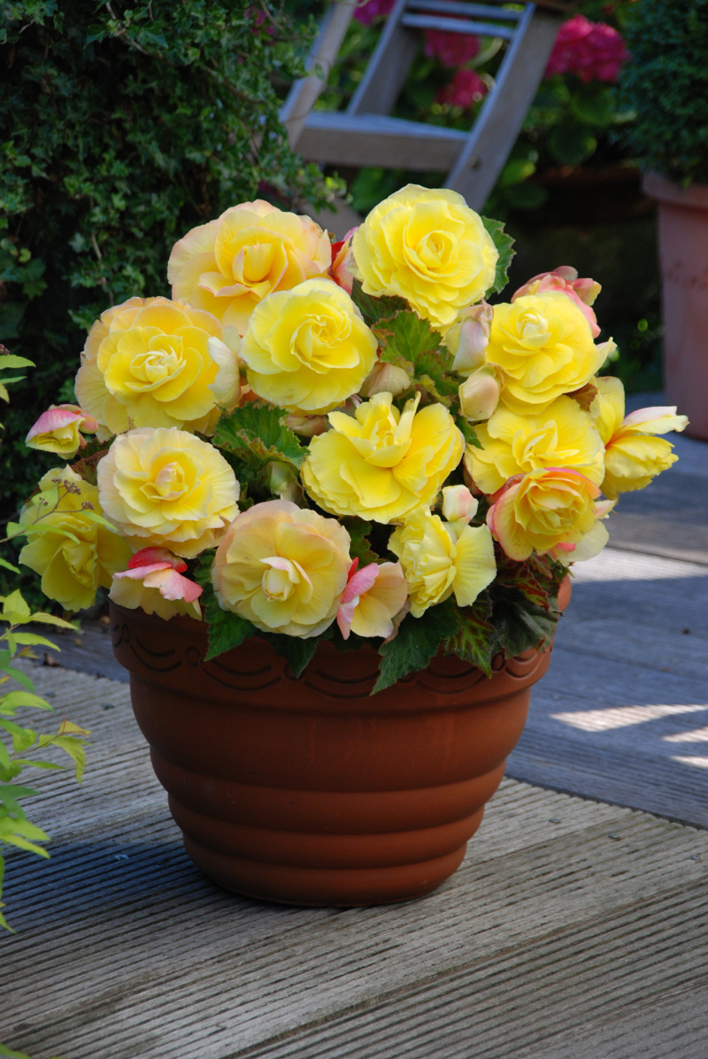 播种心情进口直立型球根海棠种球夫妻海棠多年生庭院室内外盆栽花卉易
