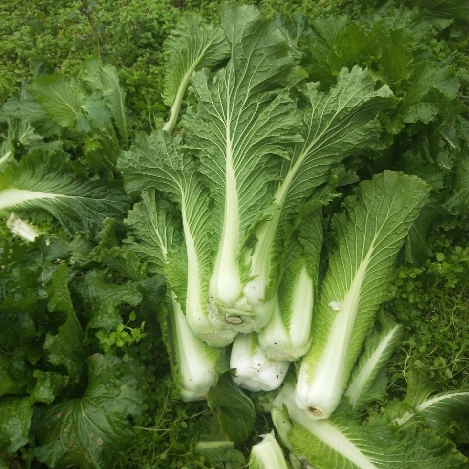 云南高山麻叶青菜大白菜天津绿白菜时令蔬菜新鲜农家自种现摘精选2500