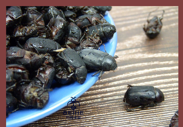 伟博瞎撞子瞎创黑色金龟子瞎碰食用昆虫新鲜冷冻 两斤黑瞎撞子【图片