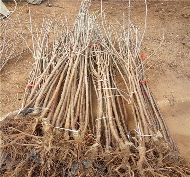 樱桃树苗车厘子苗乌克兰大樱桃果树苗嫁接苗南方北方种植水果樱桃苗