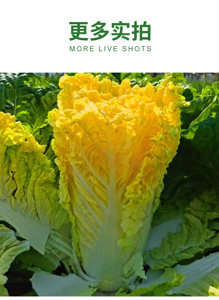 正宗金满地秋季黄心大白菜籽四季菜籽菜种高产鸡蛋黄蔬菜种孑秋籽四季