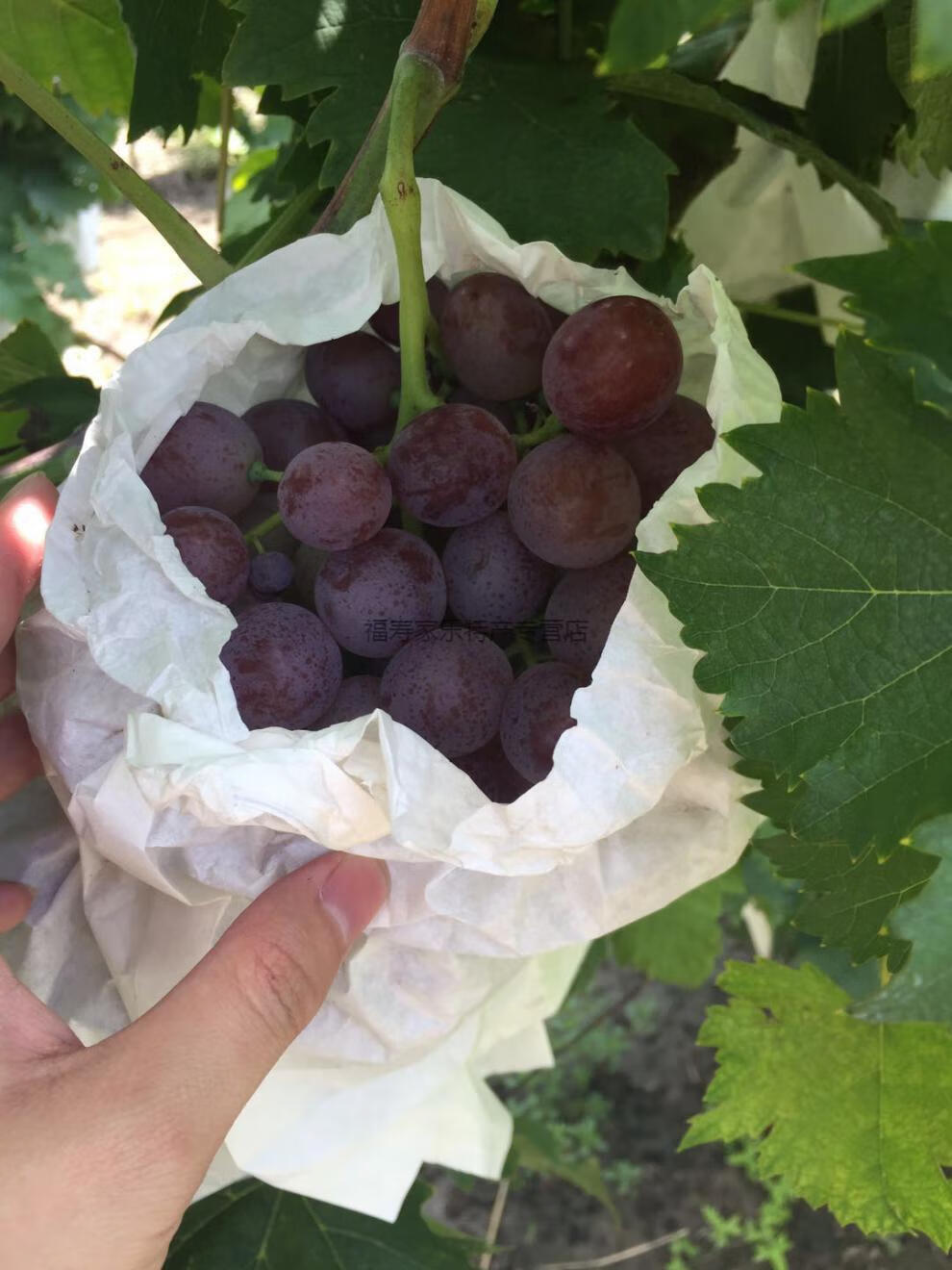 天津汉沽茶淀玫瑰香葡萄新鲜水果四斤装发货现摘现发