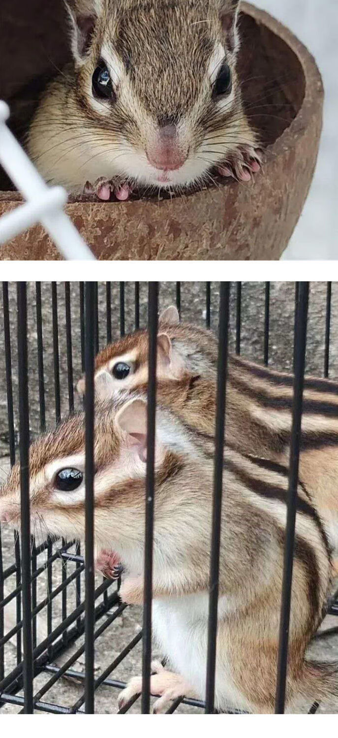 金花松鼠幼崽 两只(一公一母) 500克鼠粮【图片 价格 品牌 报价