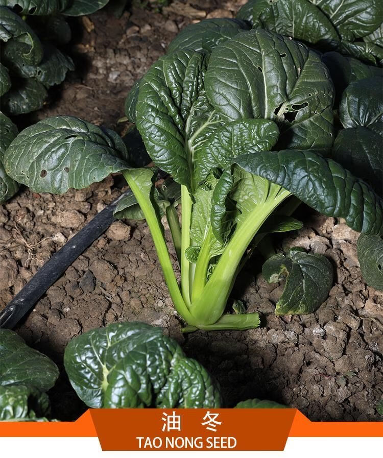 耐寒0下20度黑菜种子土菜四季易种黑油白菜秋季播种耐寒高产2袋2袋