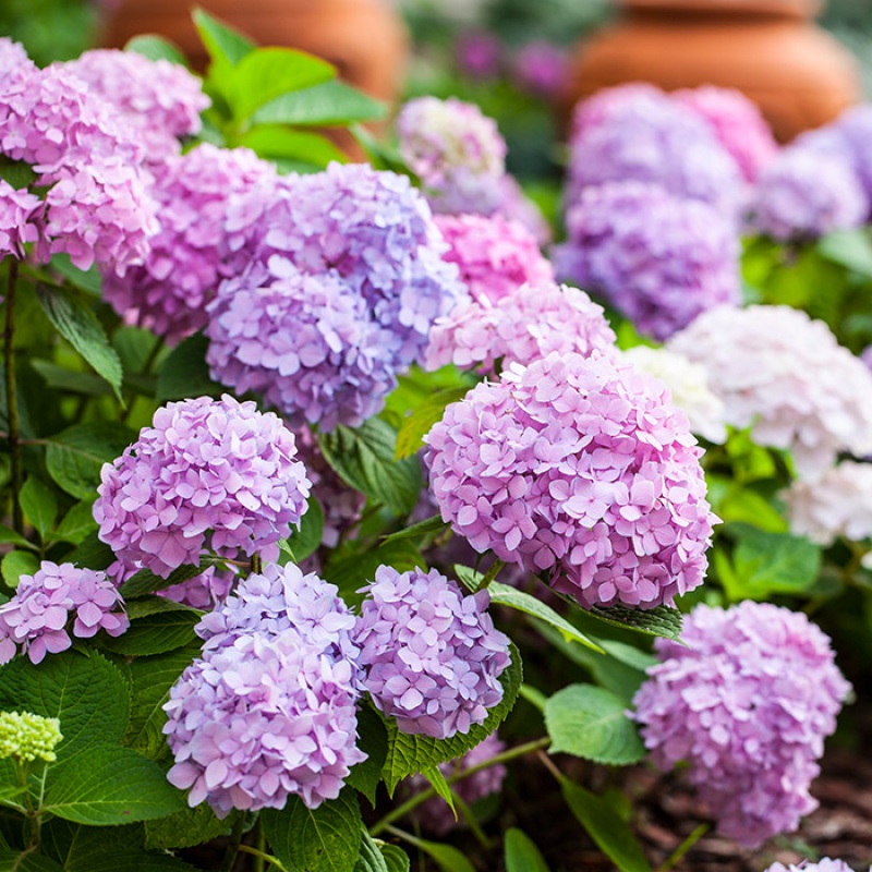 阳台八仙大绣球花无尽夏花苗盆栽室内外好养四季开花植物耐寒花卉罗斯
