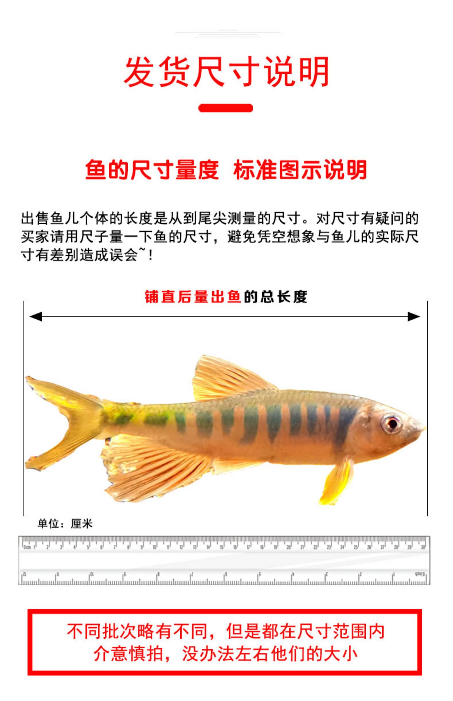 荣郁练手虾虎鱼稀有原生鱼冷水鱼白面虾虎鱼观赏鱼李氏黄唇淡水鱼虾虎