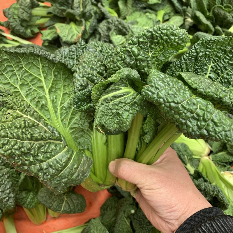 jd物流黑白菜新鲜蔬菜23斤农家乌塌菜黑心乌泡泡青菜乌白菜霜冻青菜3