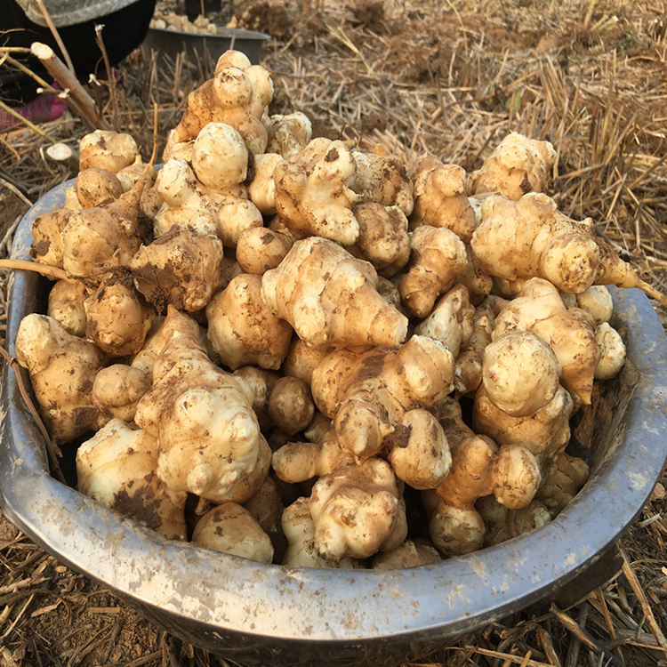 2021年新鲜洋姜鬼子姜不辣农家蔬菜酱腌泡菜5斤