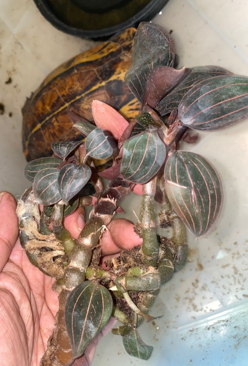 海南石蚕金线莲叶兰山朱邦金草500g500g