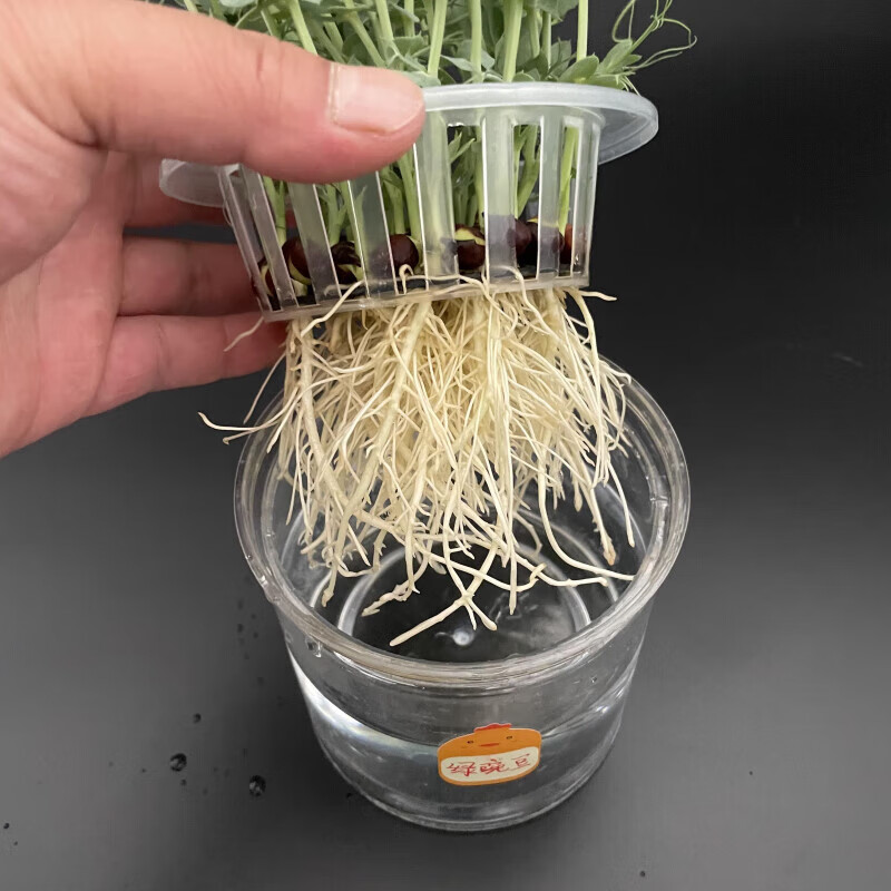 水培豆子种子红绿黄豌蚕芸豆幼儿园观察植物生长过程科学实验豆类