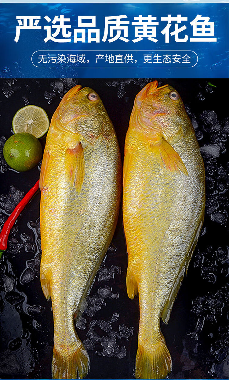 沢素湾宁德正宗大黄鱼新鲜深海大黄花鱼鲜活冷冻海鲜水产5斤5条装