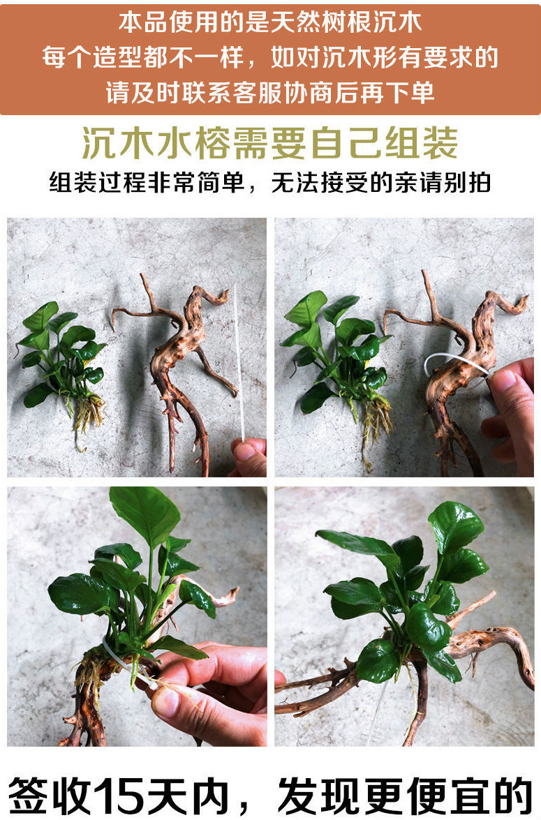 水榕沉木懒人水草杜鹃根拱桥鱼缸造景新手活体阴性草金钱榕丹麦榕瓦杯
