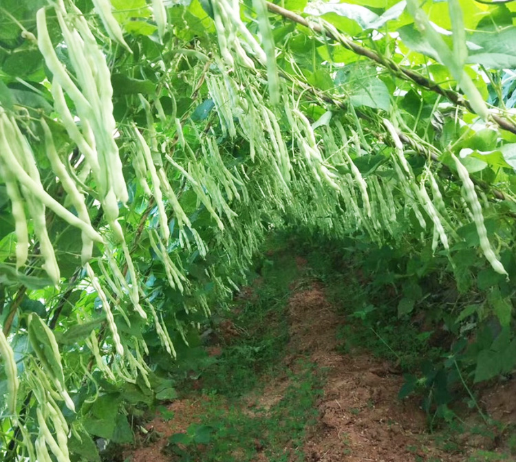 四季豆種子小金豆扁豆早熟架豆高產豆角四季春夏秋冬蔬菜種籽孑合豐