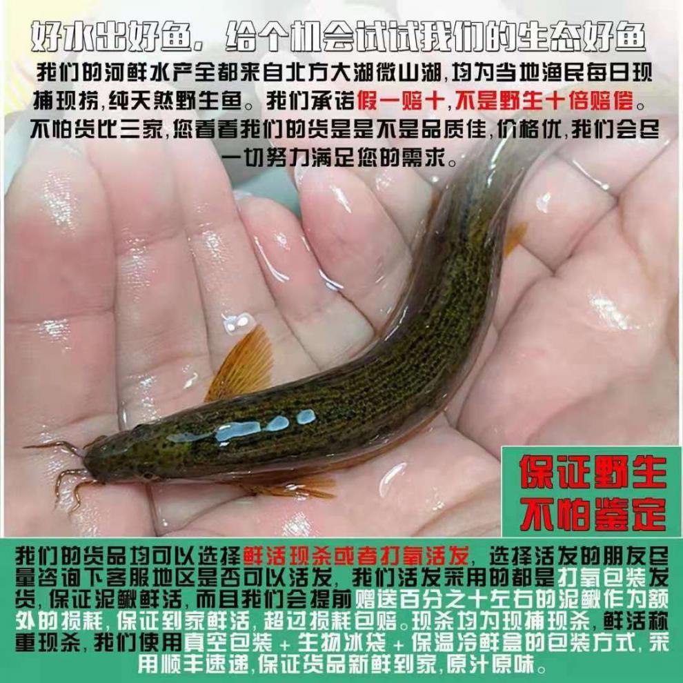 泥鰍13斤淡水活魚大板鰍活體魚青鰍黃鰍魚現殺燉湯老人活體發貨諮詢