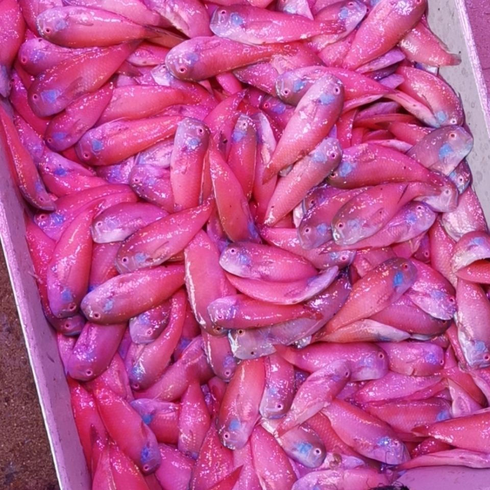 英哥鱼马头鱼红妹子鱼小条一斤15到25条真空保鲜速冻发货 9斤(超值装)