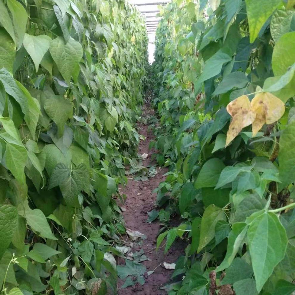 正宗东北油豆角一点红豆角每天新鲜蔬菜九月青现摘现卖开锅烂4斤油