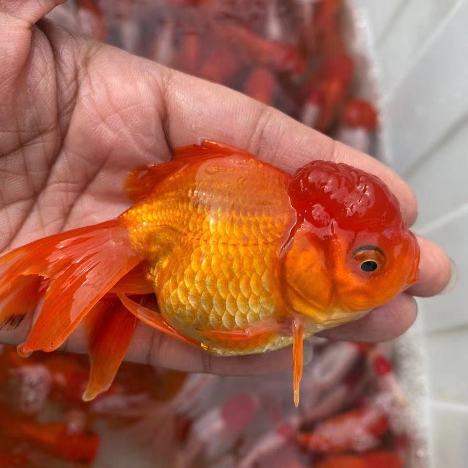 金鱼小型活体红国狮观赏鱼冷水淡水宠物鱼好养风水招财鱼批发红白鎏金