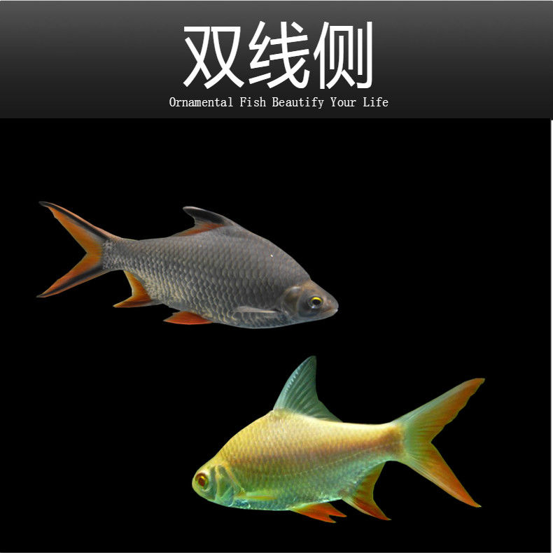 荣郁金凤鱼银凤鱼活体观赏鱼双线侧鱼泰国鲫金银元宝鱼红鳍鲫鱼 金线